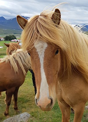Hollaröð á yfirliti - aukamiðssumarssýning á Gaddstaðaflötum