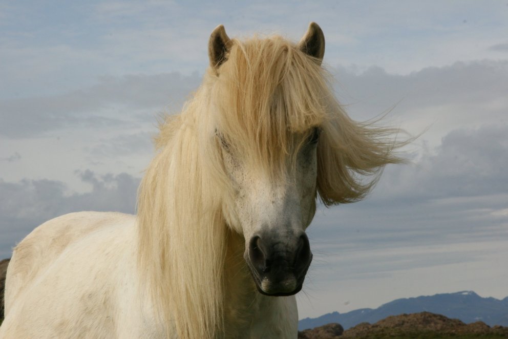 Yfirlit á Hellu 20. ágúst