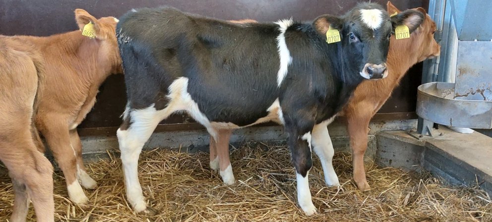 Feykir frá Haga í Gnúpverjahreppi, undan Hæl 14008 og Jennu 364.