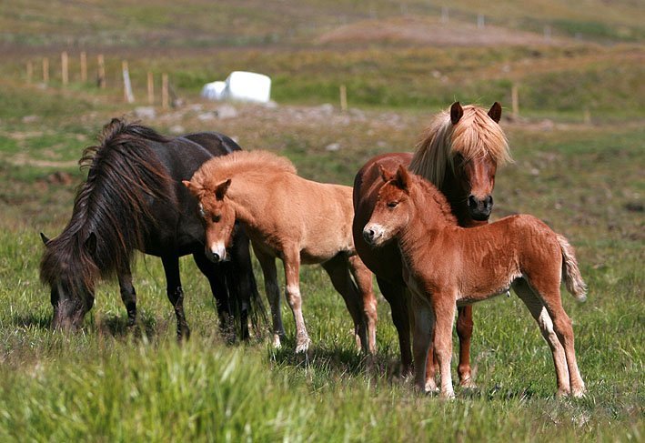 Hrossaræktin 2021 - Ráðstefna