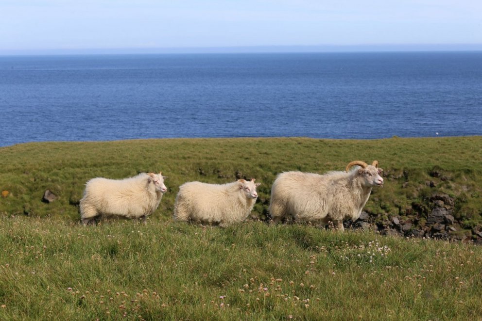 Uppfært kynbótamat í sauðfjárrækt