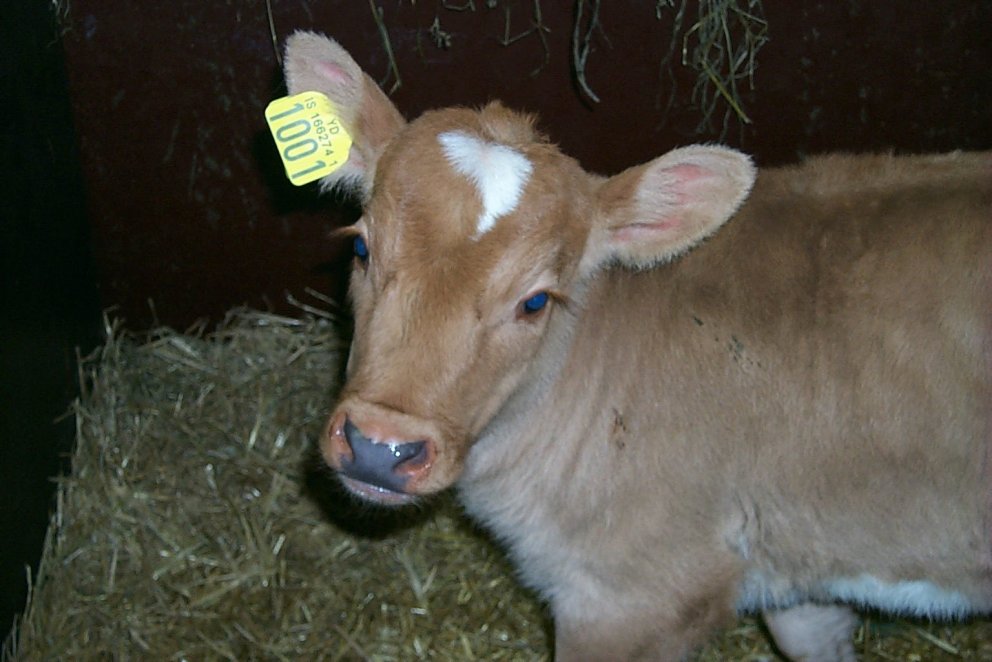 Tafir á sýnatöku vegna erfðamengisúrvals