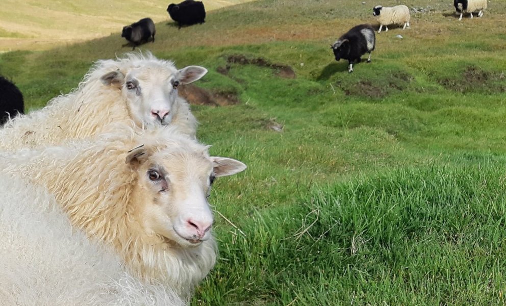 1. febrúar nálgast – Ert þú búinn að panta arfgerðargreiningu fyrir þínar kindur?