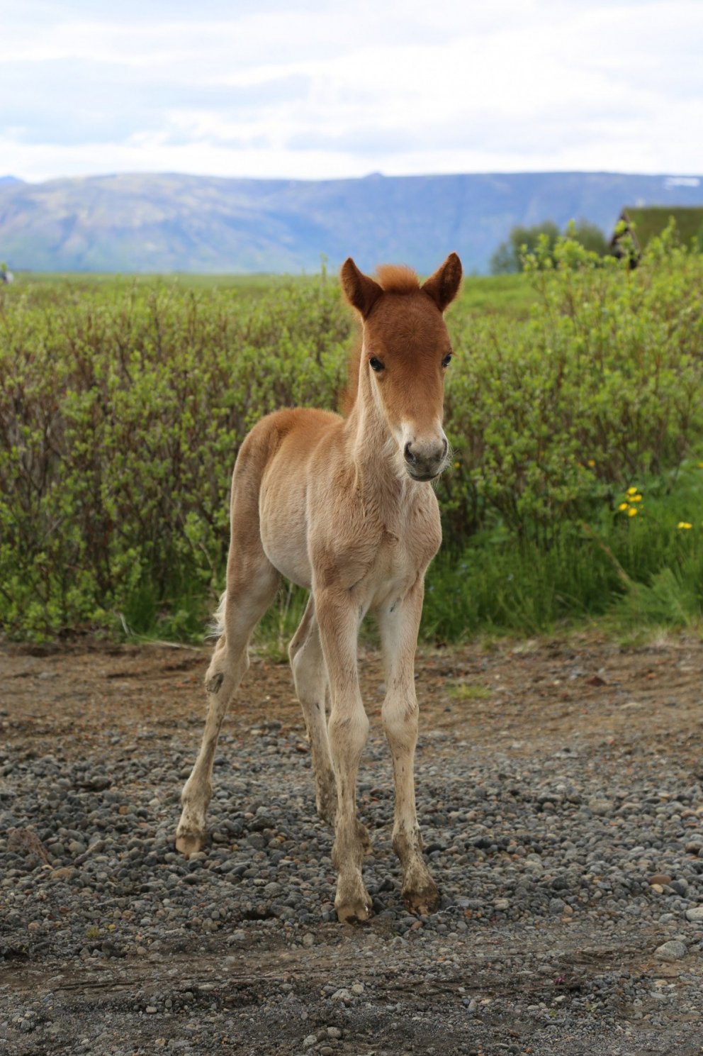 Skýrsluhald - hrossarækt