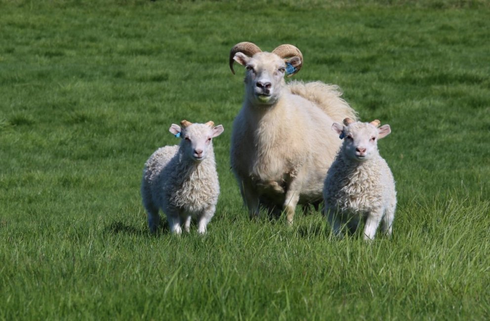 T137 finnst á Syðri-Haga, Árskógsströnd