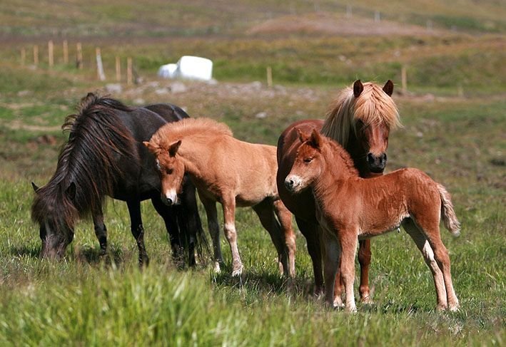 Bilun í skráningarkerfi fyrir kynbótasýningar - unnið að viðgerð