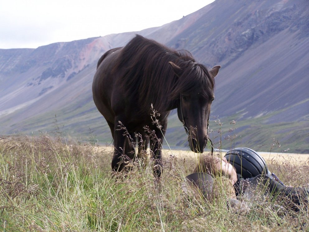 Hollaröð á kynbótasýningu á Gaddstaðaflötum 30. maí til 4. júní