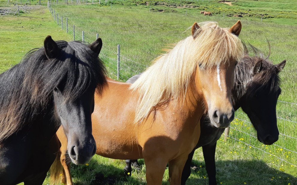 Röðun hrossa á kynbótasýningum vikuna 13. til 18. júní.