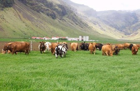 Breytt verklag við förgun mjólkurkúa