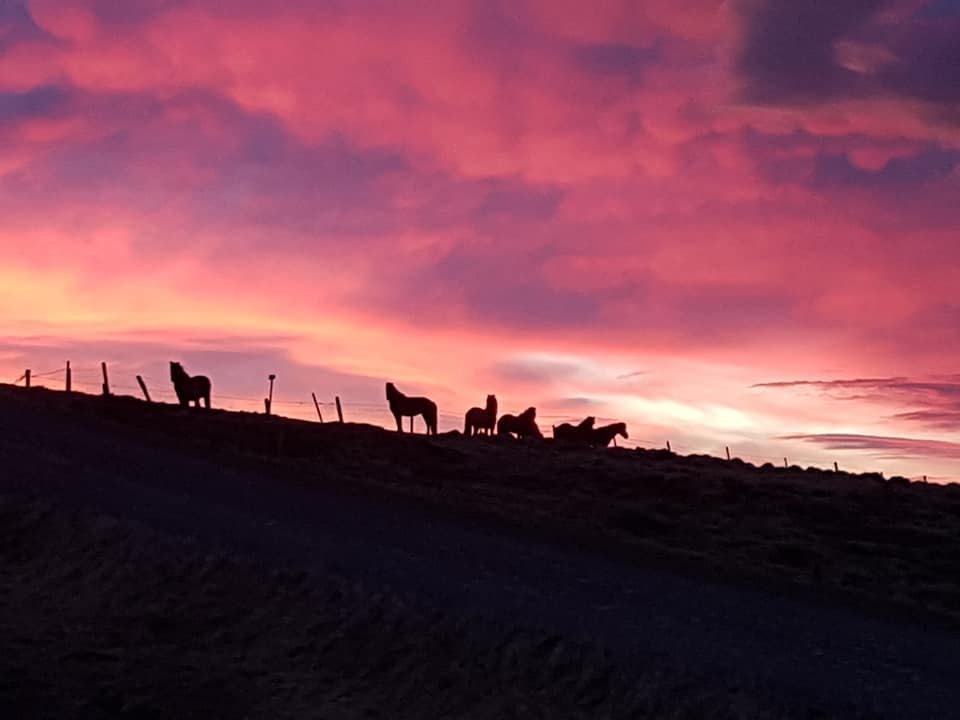 Yfirlitssýning á Gaddstaðaflötum laugardaginn 18.júní