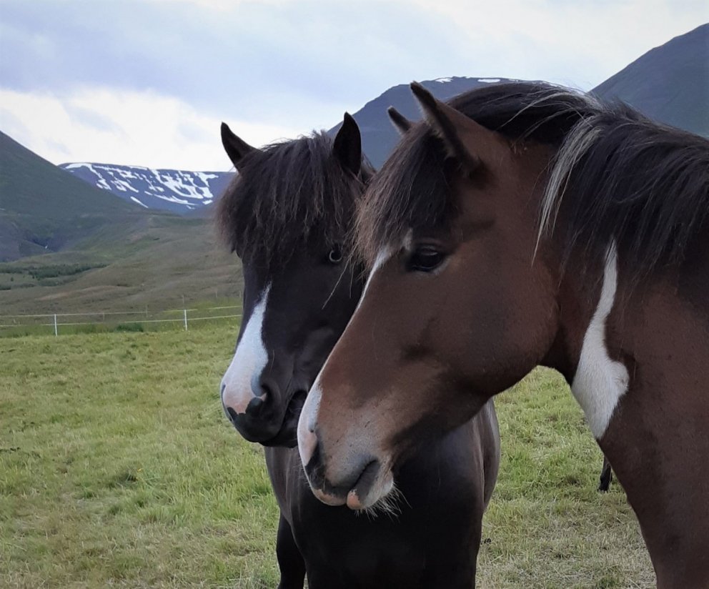 Yfirlit stóðhesta á Landsmóti 2022