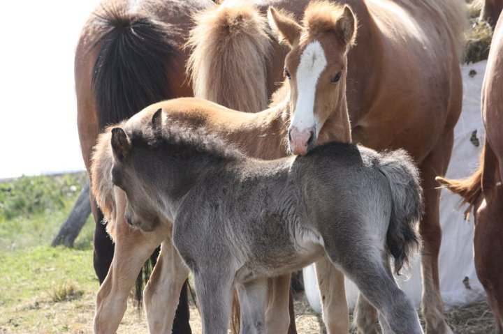 Síðsumarssýning á Hólum 2022