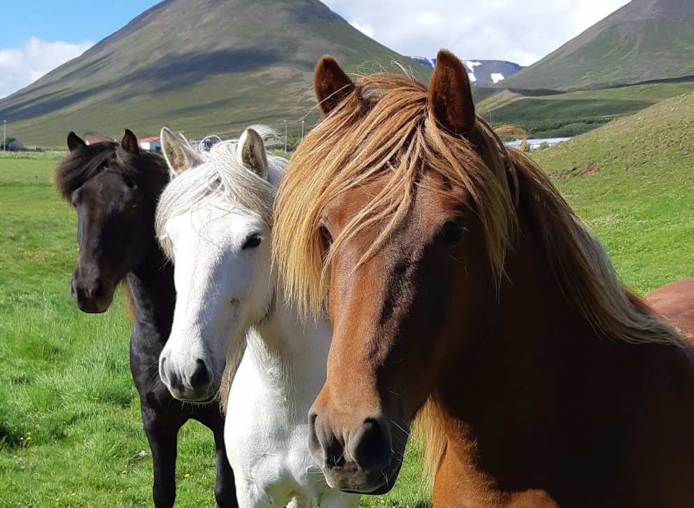 Síðsumarssýning á Gaddstaðaflötum - Röðun hrossa