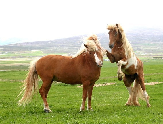 Síðsumarssýning á Fljótsdalshéraði - Röðun hrossa