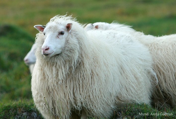 Skipulagning sauðfjárdóma í fullum gangi