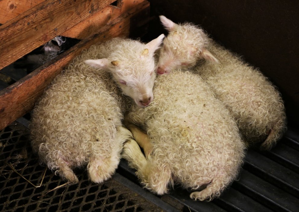 Agrobiogen býður upp á greiningar á Þokugeni