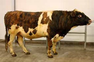 Jörfi 13011 á nú flesta syni í notkun. Mynd: NBÍ