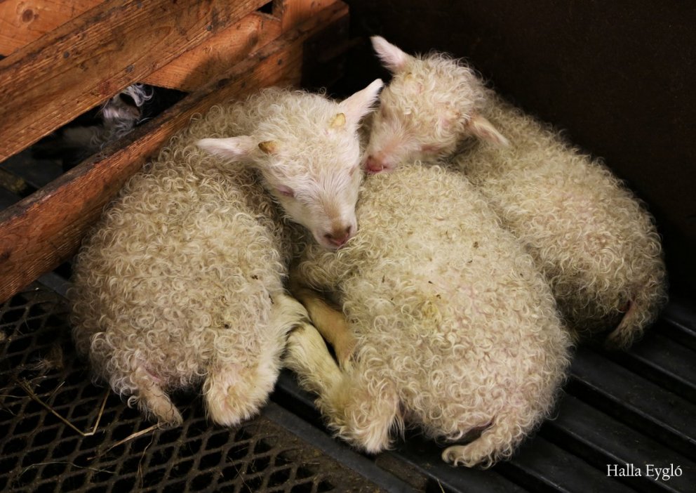 Fundið fé - Rafrænir bæklingar