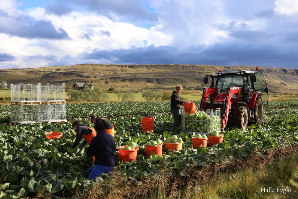 Rekstrargreining garðyrkju á Íslandi 2019-2021