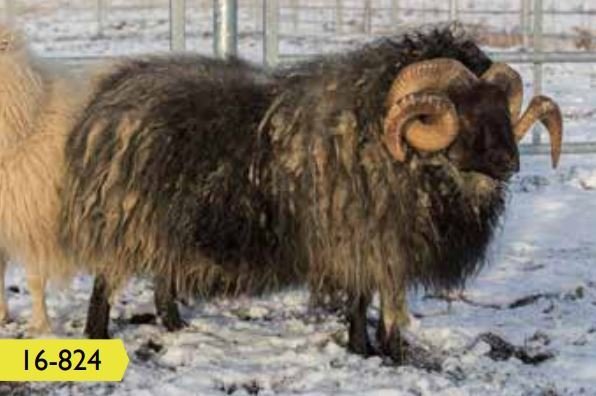 Kynbótamat fyrir lífþunga, fallþunga, ómvöðva og ómfitu birt í Fjárvís