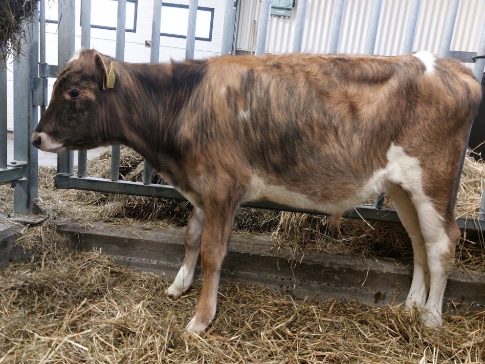 Þrymur frá Stóra-Ármóti í Flóa, sonur Tröllu 1546 og Tanna 15065.