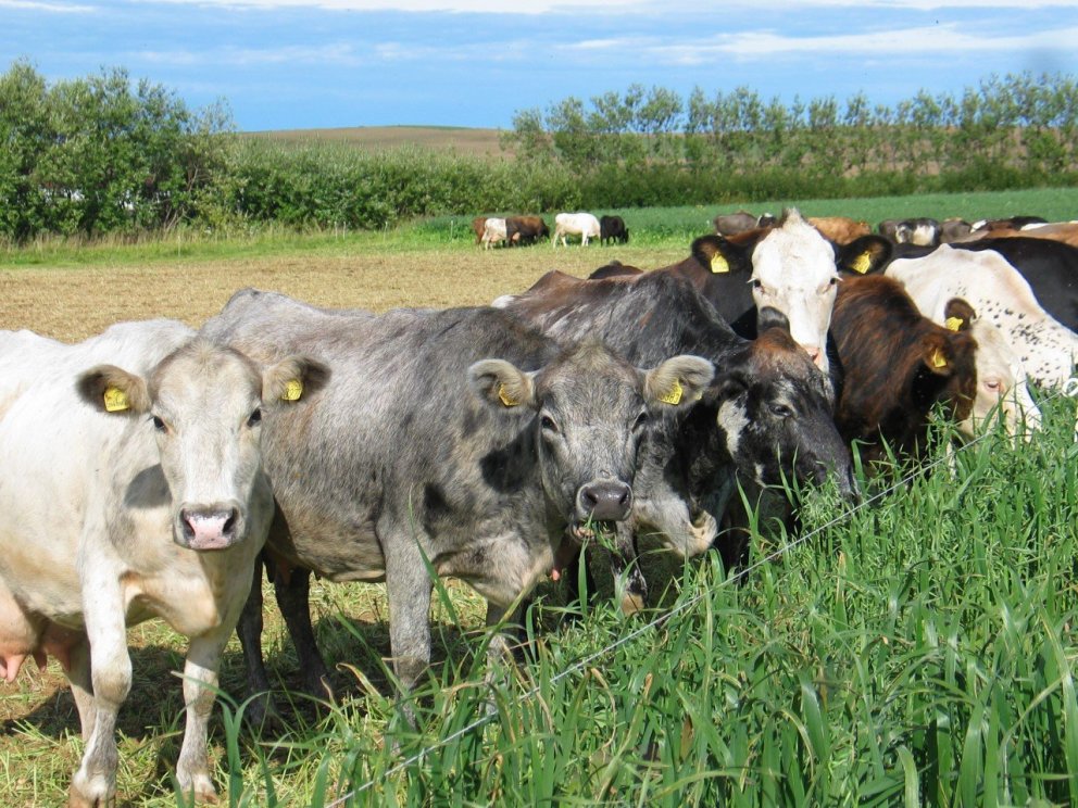 Fyrstu niðurstöður úr rekstri kúabúa 2022