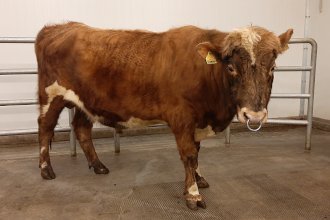 Simbi 19037. Mynd: NBÍ