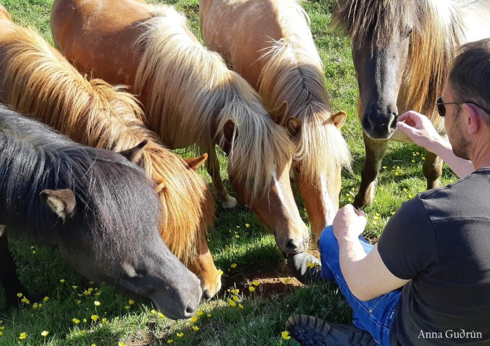 Síðasti skráningardagur á vorsýningar á morgun - föstudaginn 26. maí.