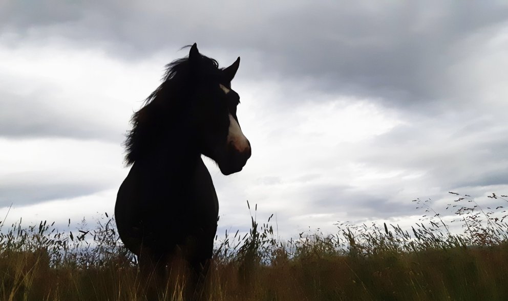 Kynbótasýning í tengslum við Fjórðungsmót á Fljótsdalshéraði