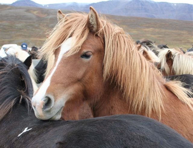 Yfirlit Rangárbökkum á Hellu 16. júní