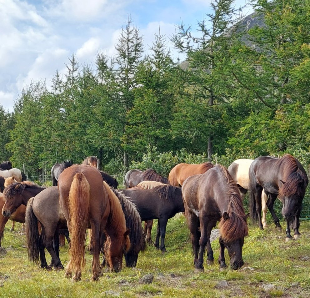 Hólar - hollaröðun á yfirliti 16.06. - hefst kl. 08:00