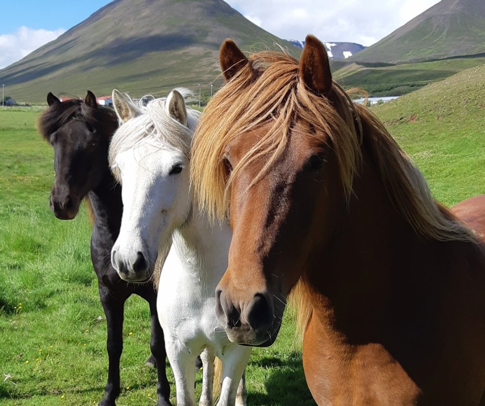 Hollaröð á yfirliti - Hólar seinni vika