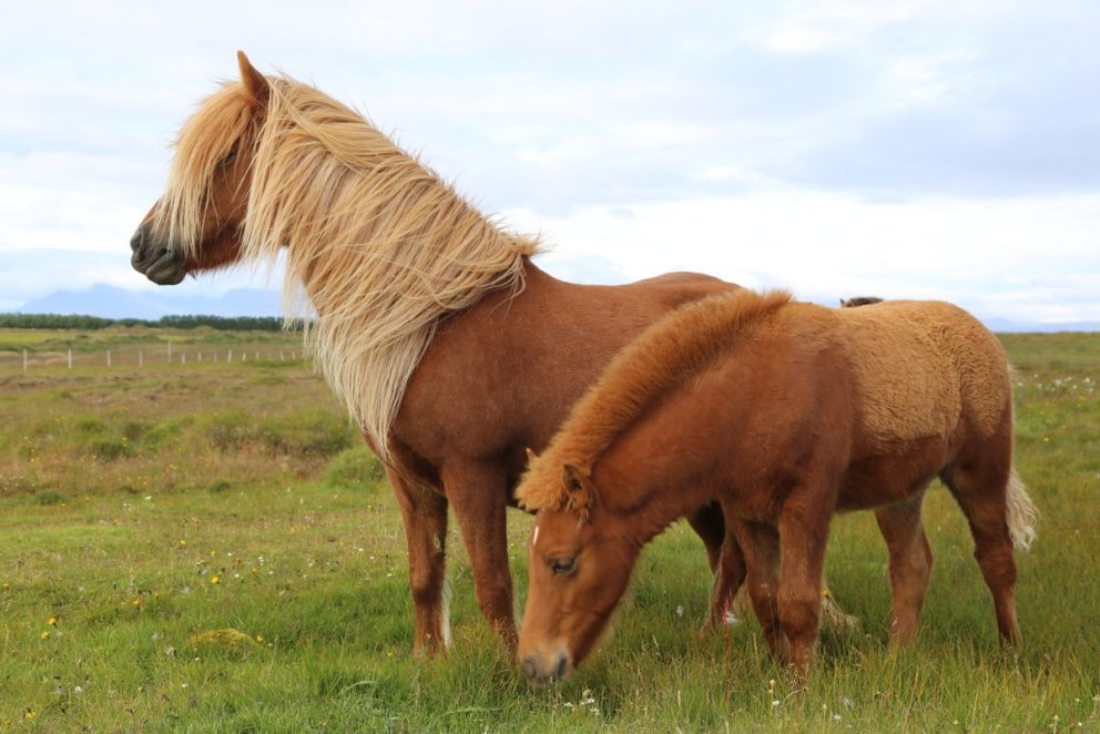 Röð hrossa á yfirliti á Selfossi 22. júní