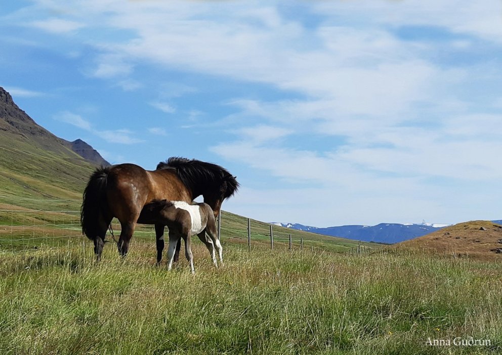 Síðasti skráningardagur á kynbótasýningu FM2023 - sunnudaginn 25. júní.