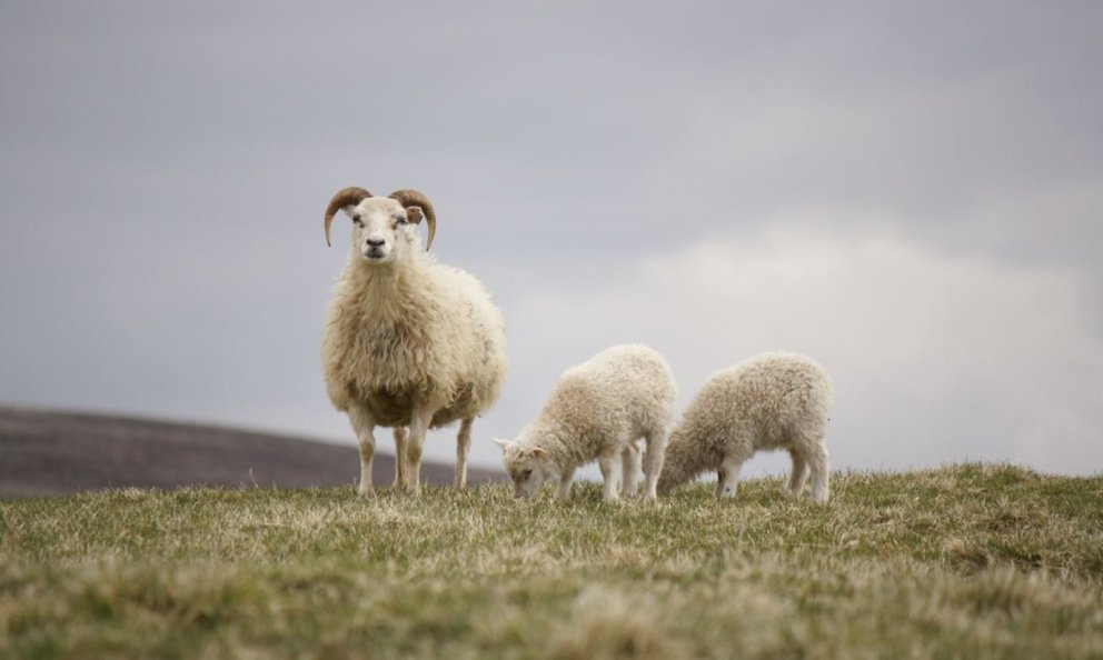 Fyrstu niðurstöður úr rekstri sauðfjárbúa 2022