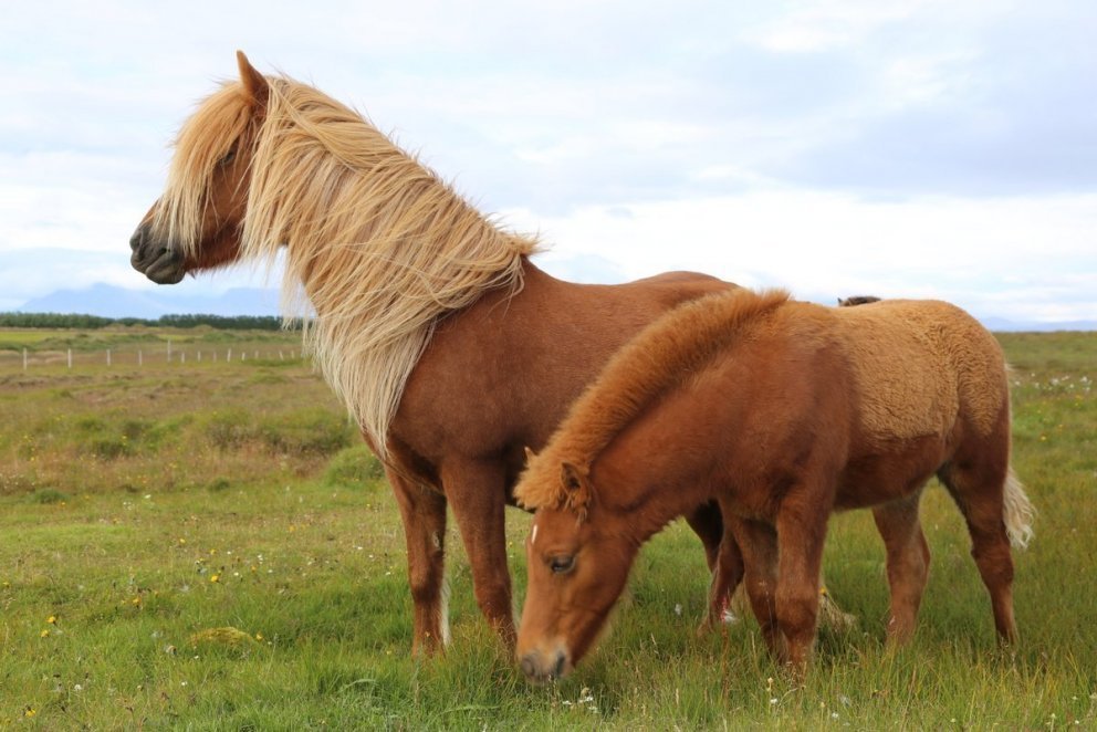 Hollaröðun kynbótasýningar á Fjórðungsmóti Austurlands að Stekkhólma 6.-7. júlí
