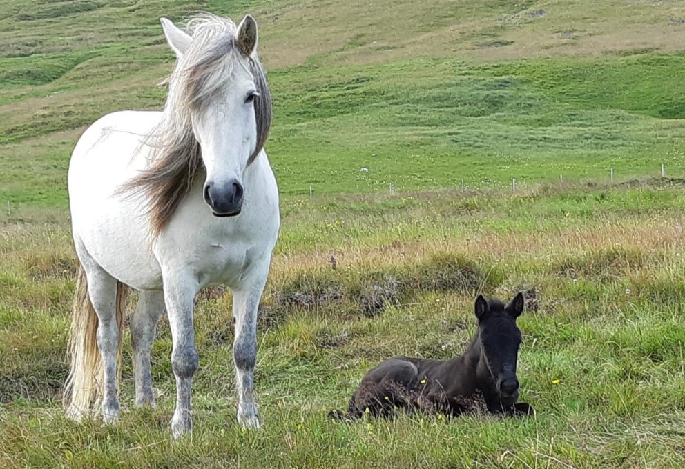 Hollaröð á yfirliti í Stekkhólma 7. júlí