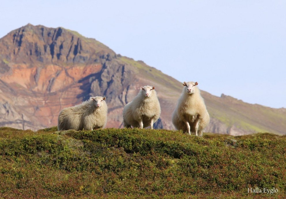 Arfgerðargreiningar sauðfjár haustið 2023