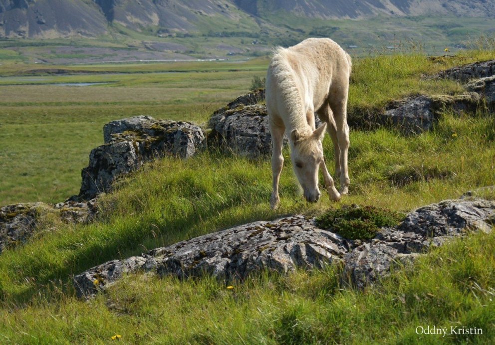 Erfðaframför í íslenska hrossastofninum  - Hvernig er dreifing einkunna á kynbótasýningum og í kynbó…