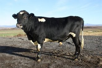 Af kyngreiningu nautasæðis