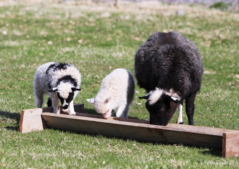 Niðurstöður skýrsluhalds í sauðfjárrækt árið 2023