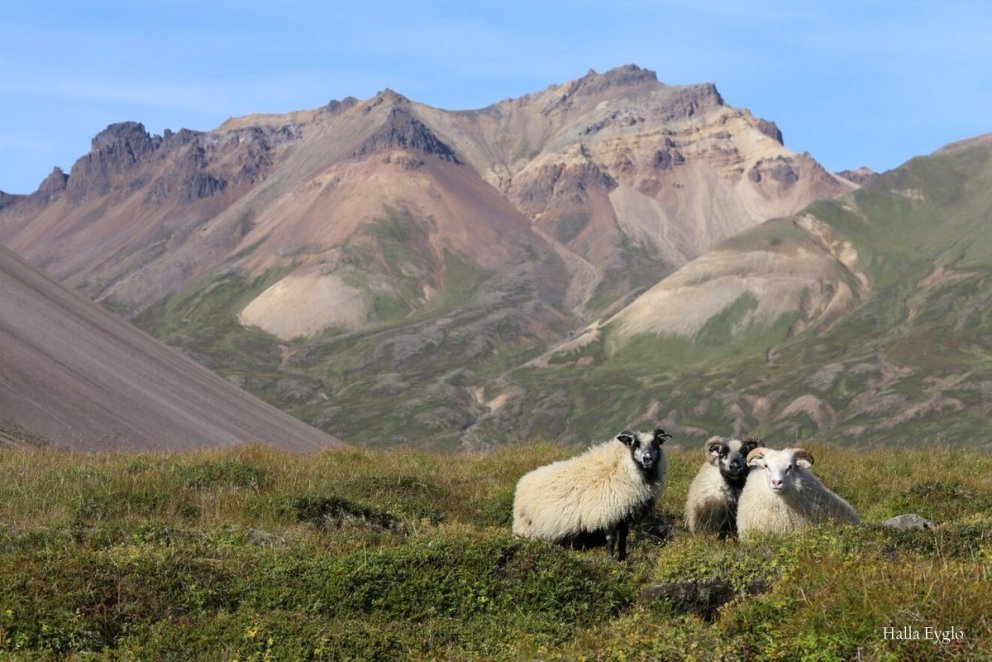 Streymt verður frá fagfundi og afmælisráðstefnu Hestbúsins