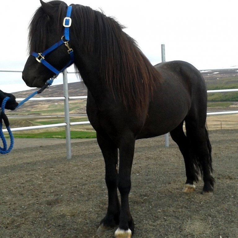 Kynbótasýningar - til upprifjunar fyrir reiðdóminn