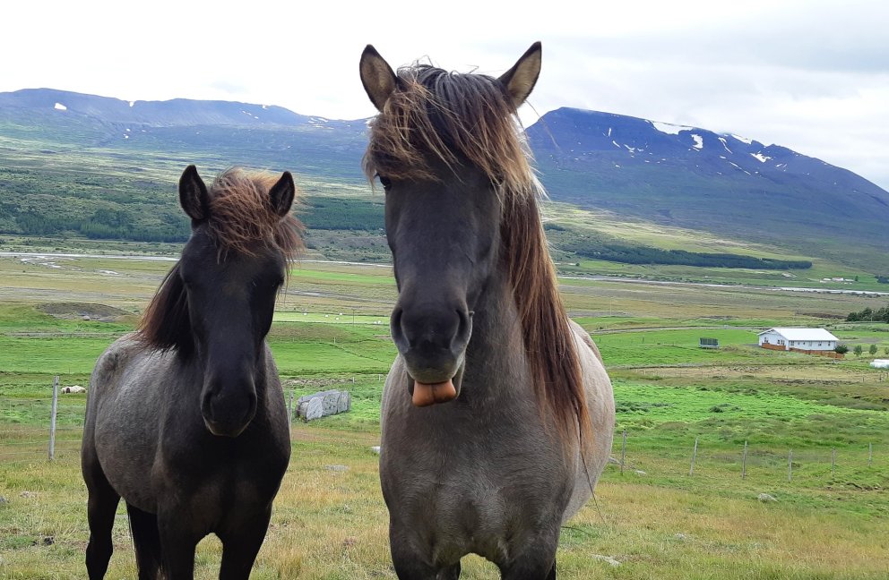 Uppfærð röðun fyrir sýninguna í Spretti vikuna 10.-14. júní