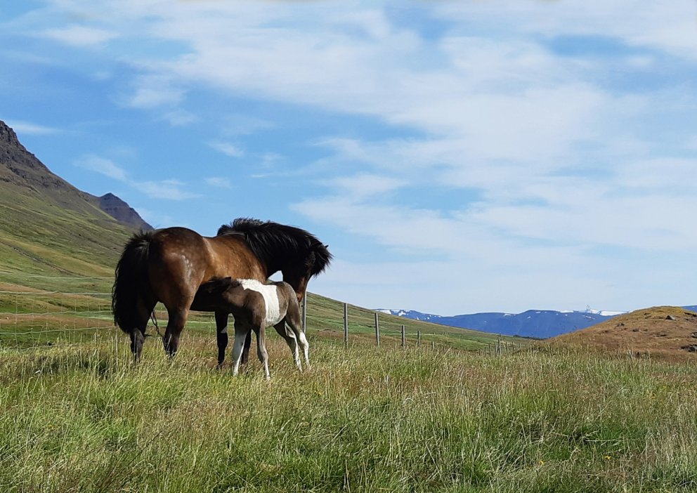 Yfirlitssýning á Rangárbökkum 6. júní