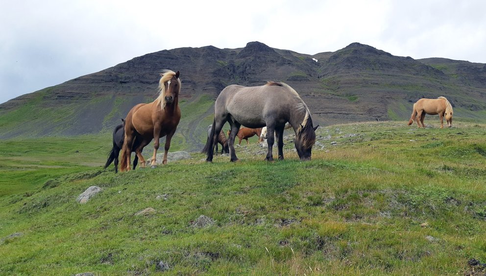 Yfirlit á Rangárbökkum 14. júní