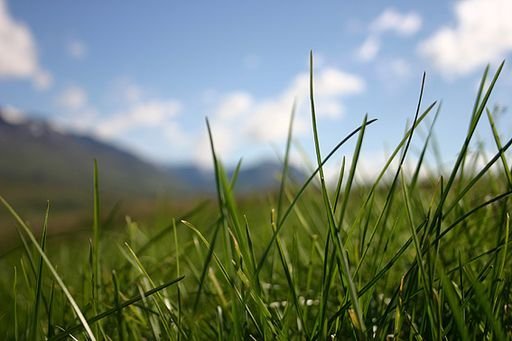 Umsóknir vegna kaltjóna