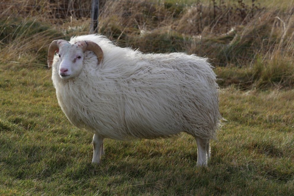 Tilboð á þokugensgreiningum