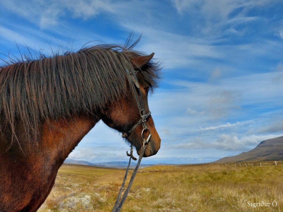 Kynbótasýningar 2025 - Framkvæmd reiðdómsins
