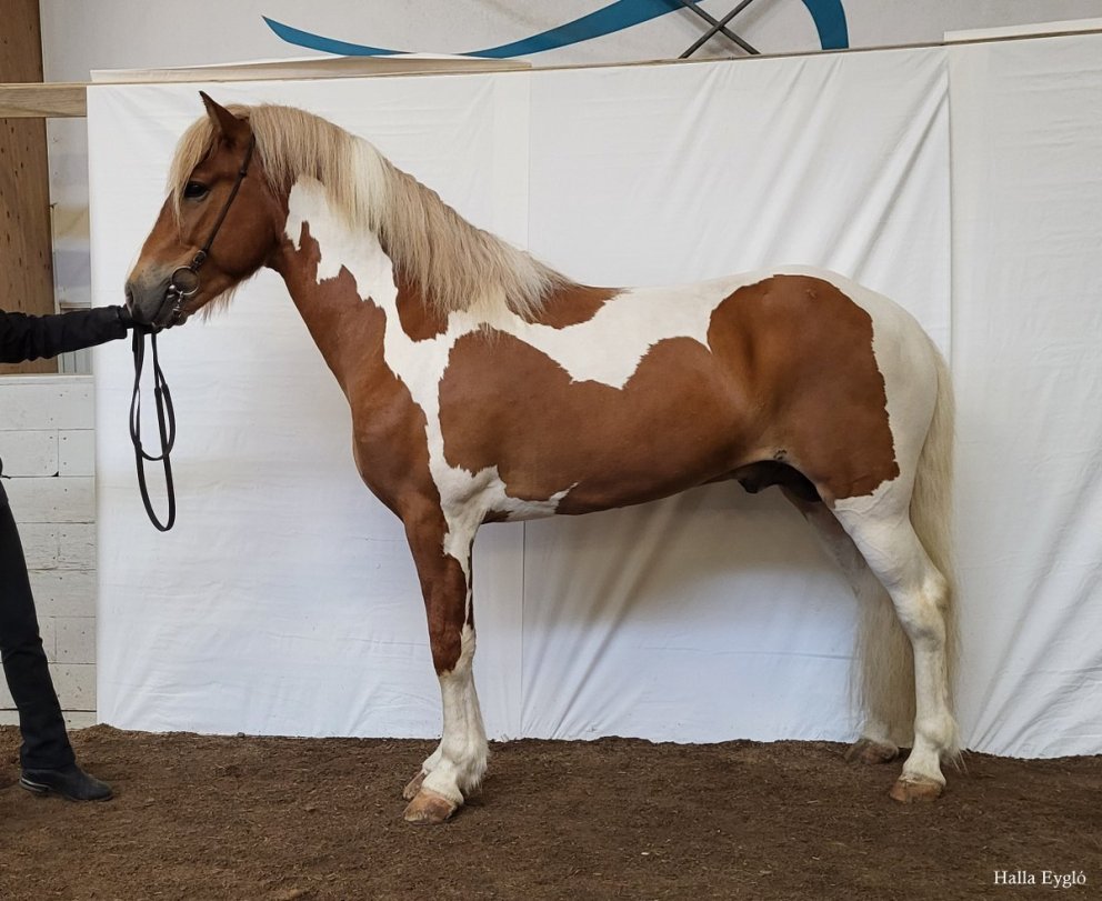 Röðun hrossa á yfirliti á Rangárbökkum 6. júní